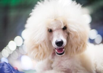 Poodlana Price Rallies as Crypto Market Recovers