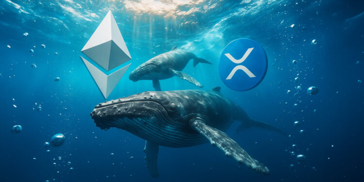 While Ethereum Whales Rotate, XRP Data Reveals a Critical Concentration Flaw That Leaves One Group Holding the Bag